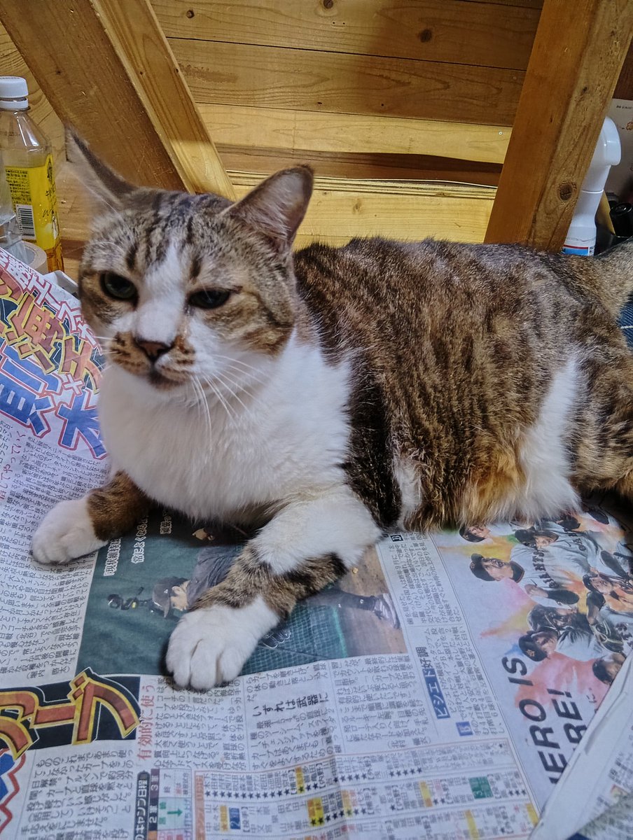 ちび選手 tweet media