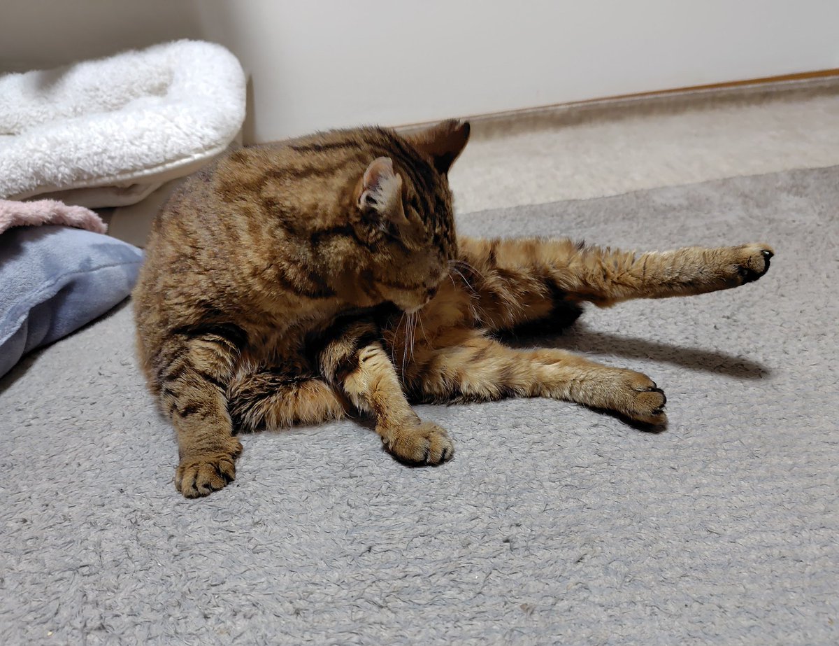 尻尾に見えたけど・・・
たぷたぷ肉だった。笑