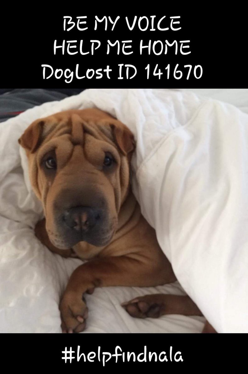 Missing Pets GB tweet media