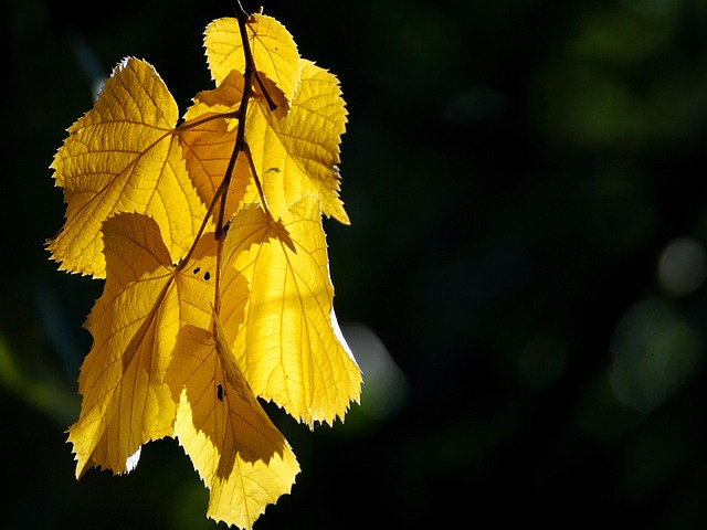 Chadwick Shaw tweet media