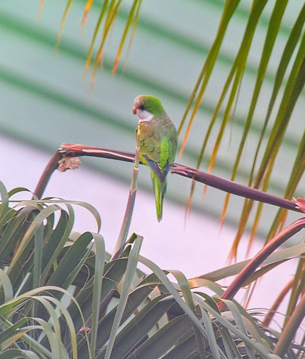mjp4468's tweet photo. New for me even though it's an invasive species, Monk Parakeet, Bahia Feliz, Gran Canaria. Digiscoped Phone. https://t.co/rysHjISeiS