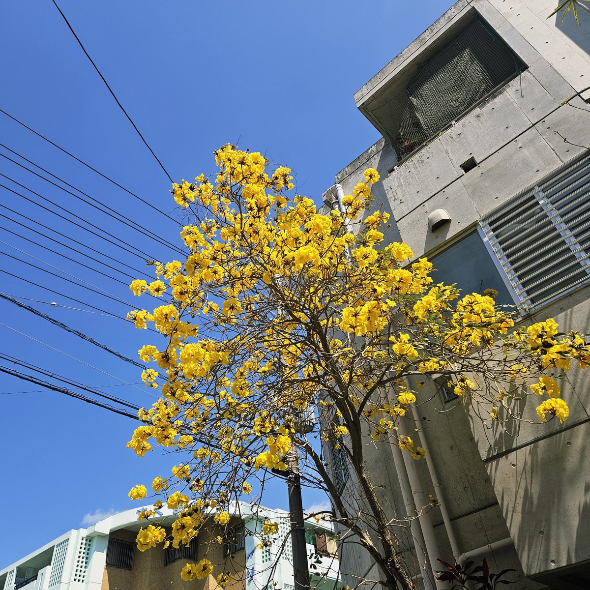 たおやめ∞ tweet media