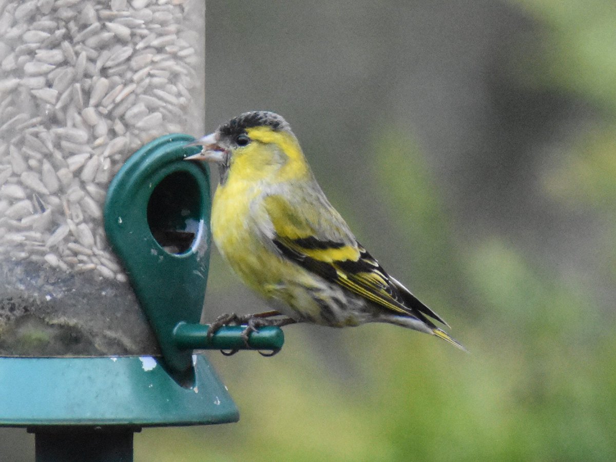 RobinsonBirding's tweet photo. Great way to start the morning. Flock of c10 SISKIN Carduelis spinus dropping into the Garden to feed up while on passage further North. https://t.co/xDiw5hyQ8b