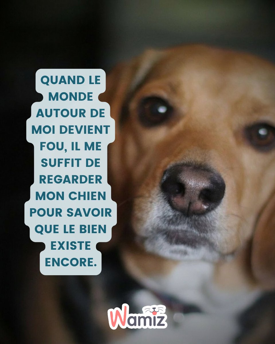 Le stress quotidien peut vite devenir pesant. Quel bonheur de rentrer chez soi et d'être accueilli par une queue qui remue, effaçant instantanément toute l'anxiété de la journée. Nos chiens nous rappellent l'essentiel avec simplicité 🐾