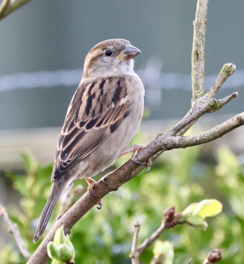 Yarrowman tweet media