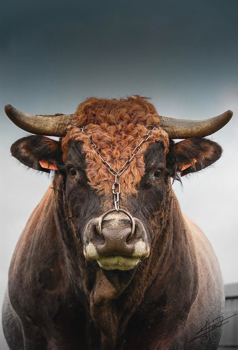 Bonjour d'Aubrac
Photo Noa Hermet