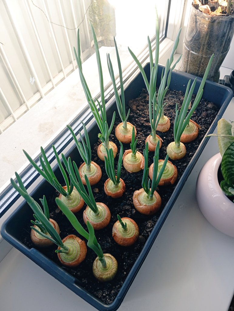 miss Обломова tweet media