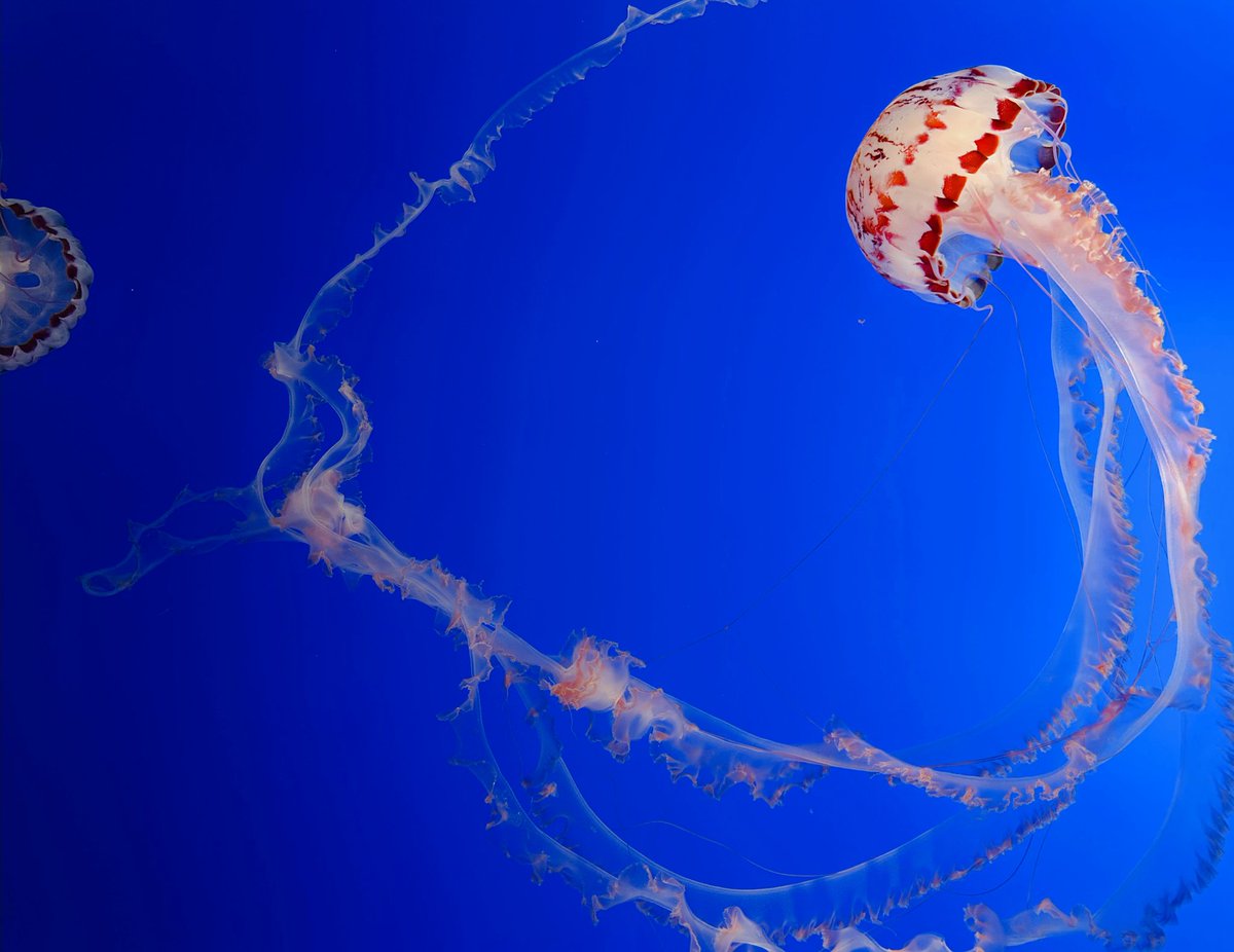 Just Josh tweet media