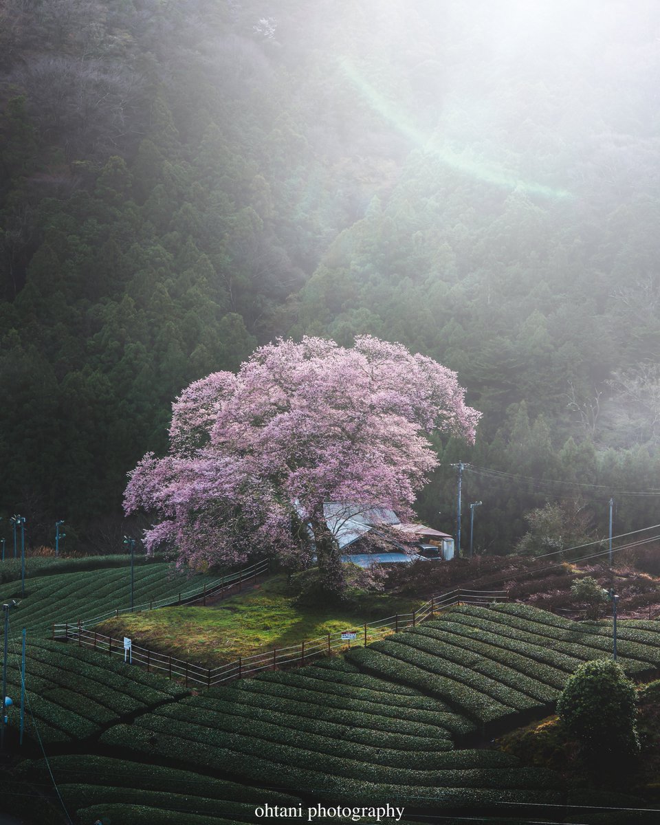 おおたに。┃日本の歴史を彩る風景写真 tweet media