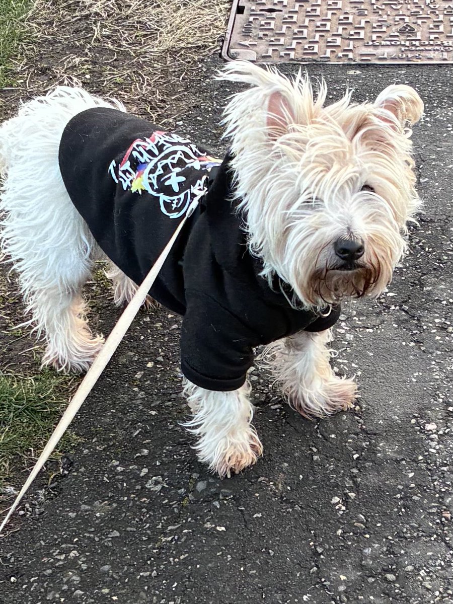 Neale and Fergus the Westie!! tweet media