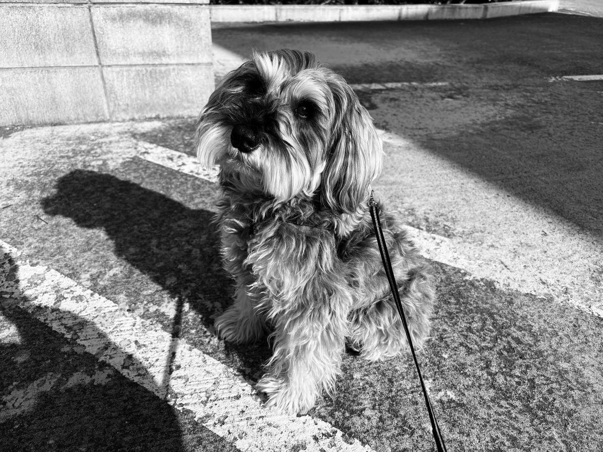 吉田山田吉田 tweet media