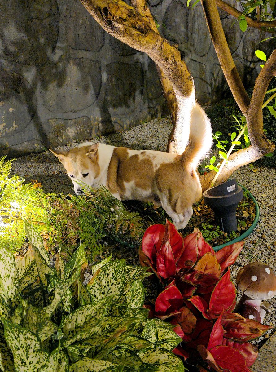 Frade Duan Signal Advisor tweet media