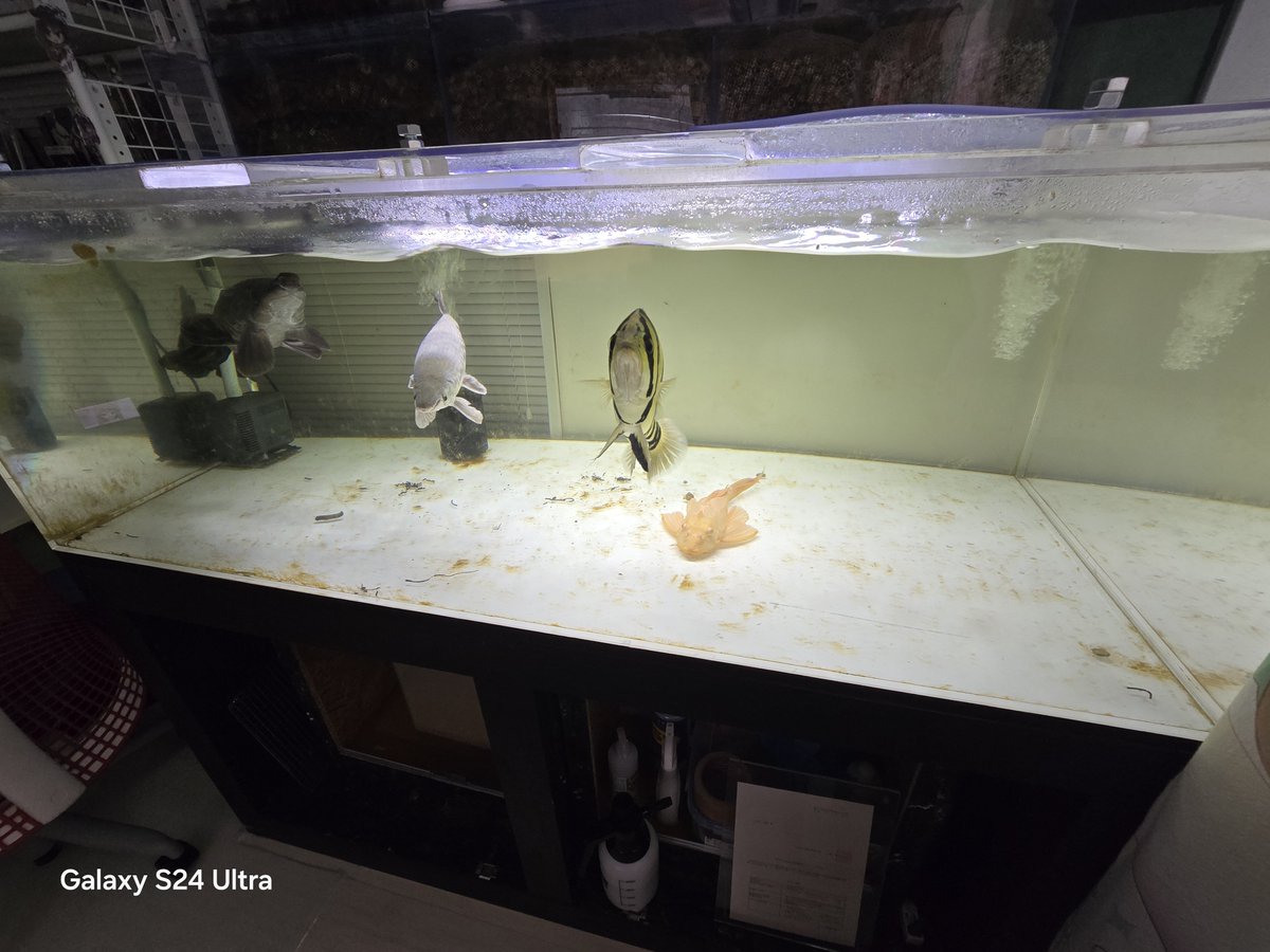 リースノー tweet media