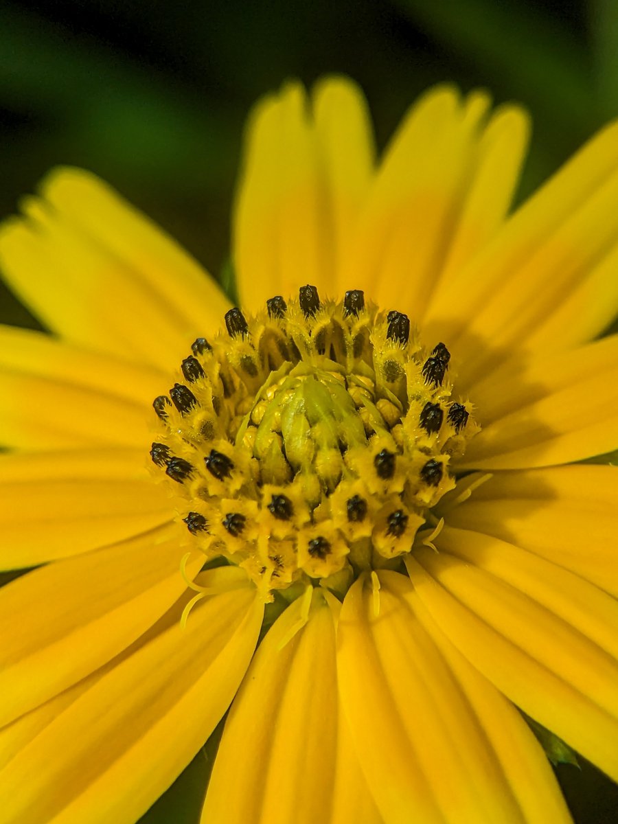 SujithDifferent's tweet image. A single flower, yet it holds a whole world of beauty within 🌼
#MobilePhotography #NatureAndMe
#MacroPhotography