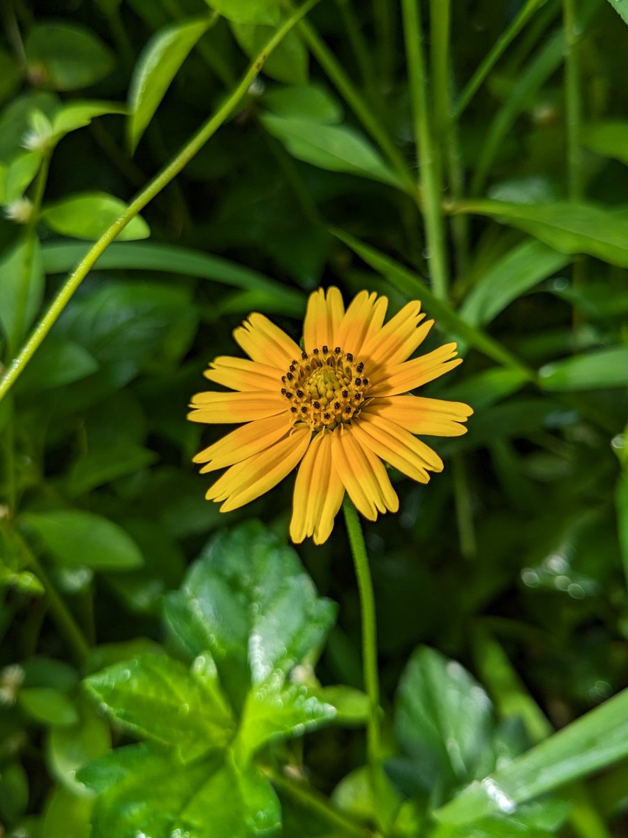 SujithDifferent's tweet image. A single flower, yet it holds a whole world of beauty within 🌼
#MobilePhotography #NatureAndMe
#MacroPhotography