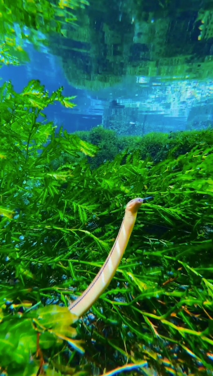 Ann S. Pederson tweet media