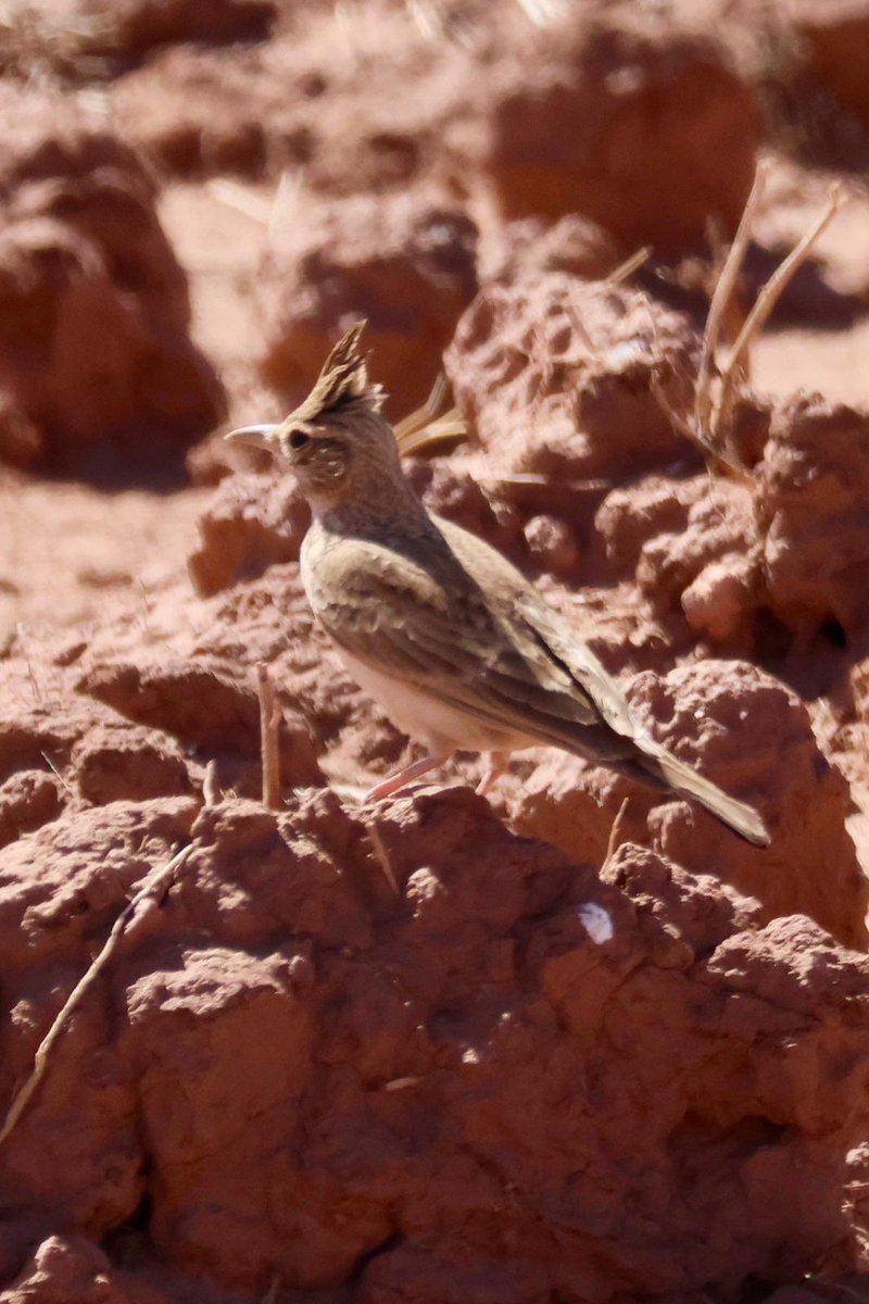 Alan Davies tweet media
