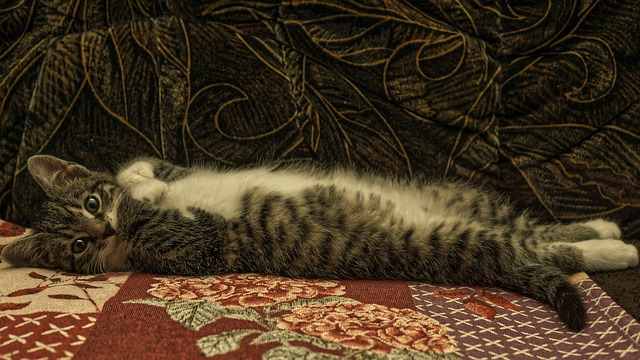 Victor Casiano tweet media