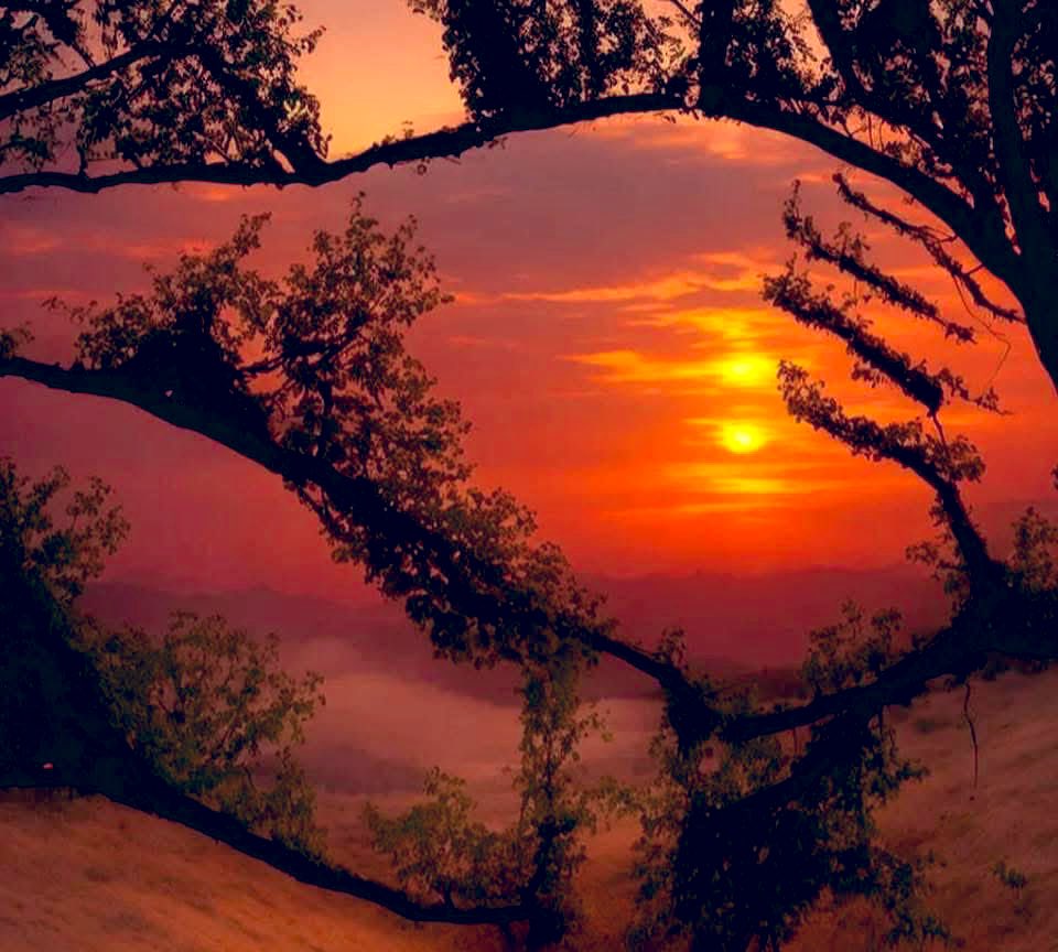 chocolate tweet media