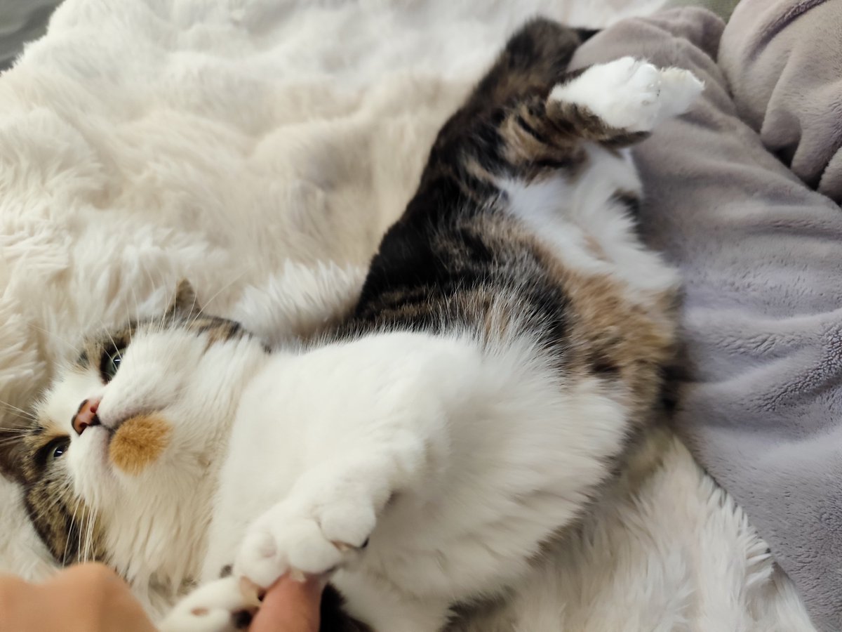 レーナ＠元素女子🕊️ tweet media