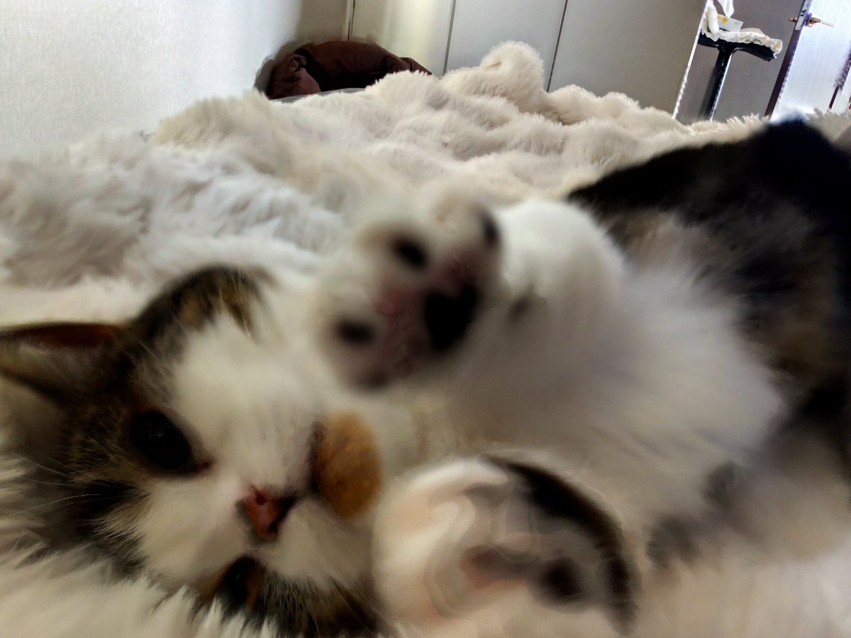 レーナ＠元素女子🕊️ tweet media