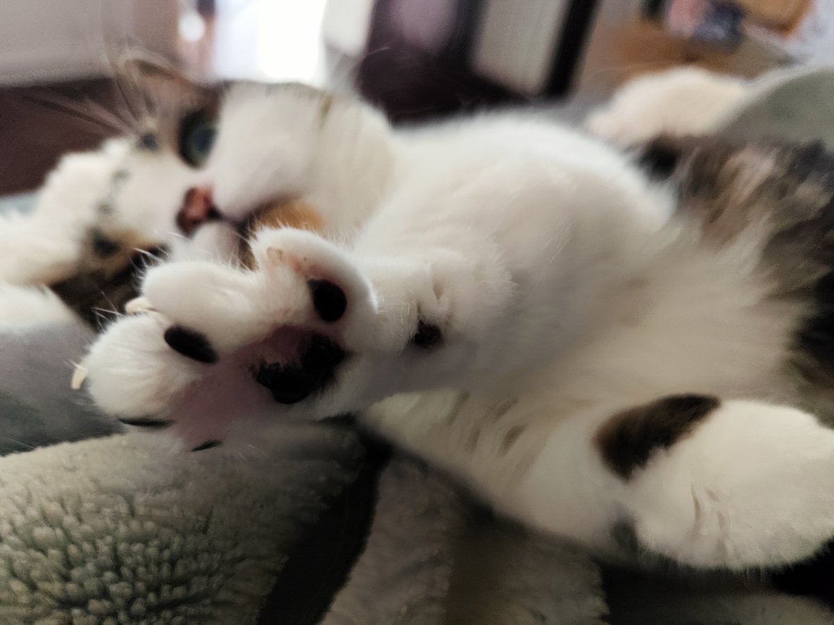 レーナ＠元素女子🕊️ tweet media