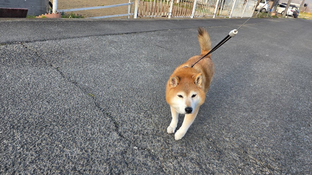 malchan_8's tweet photo. 13歳のいぬの散歩が長すぎる！(1時間半とかいく) https://t.co/M79wC1Wdlm