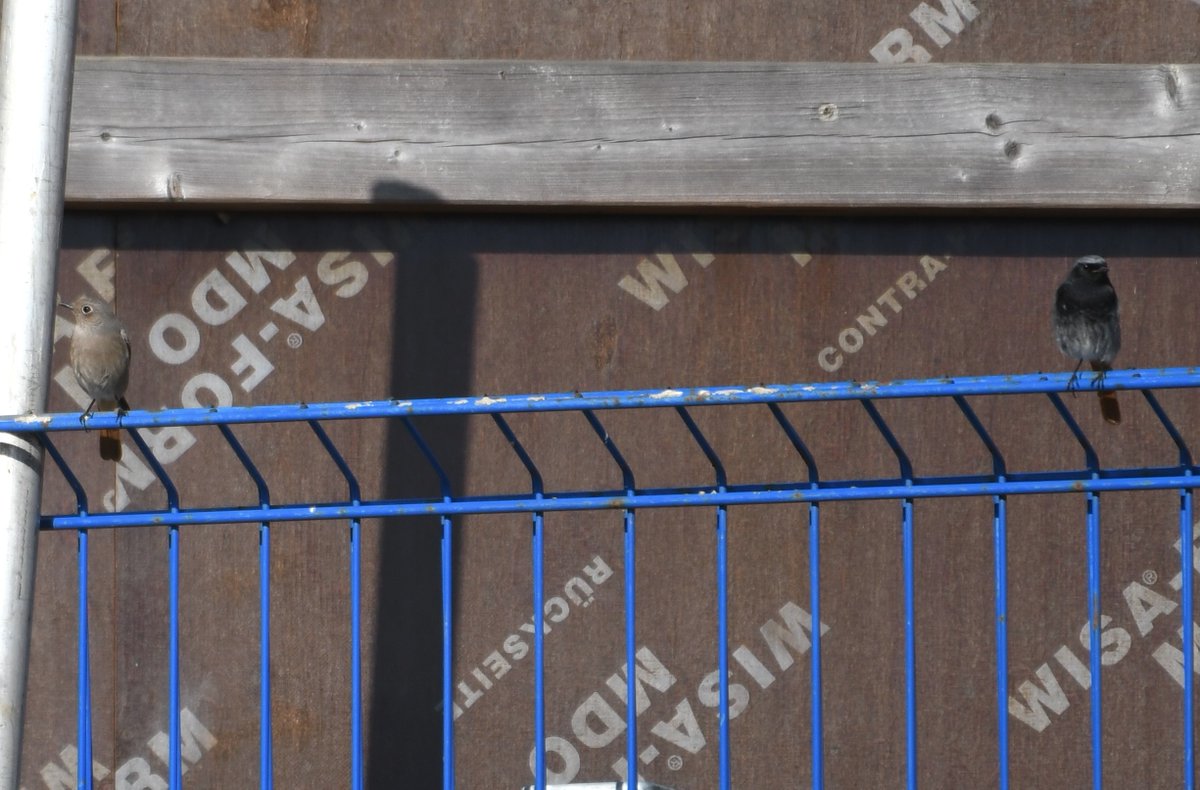 David Morrison tweet media