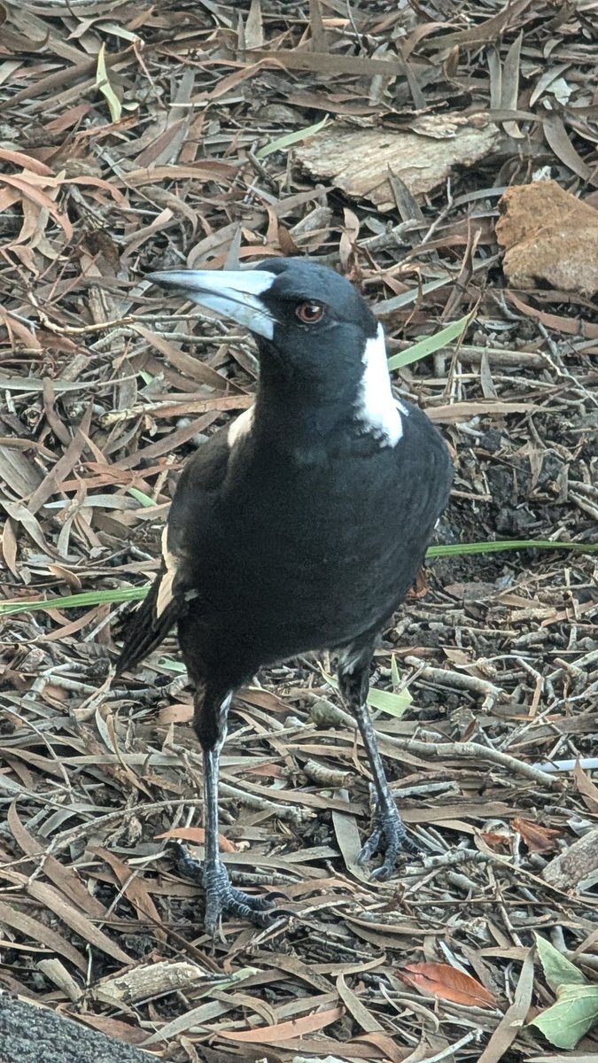 alexandra 🕊️ 🦖 tweet media