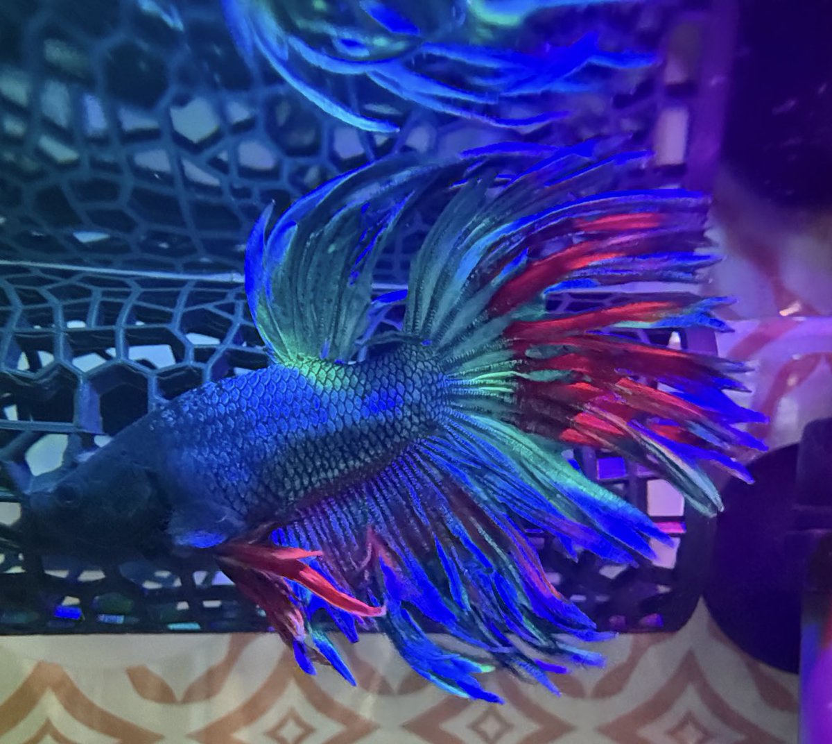 SugarTits 🧸🎀🤬 tweet media