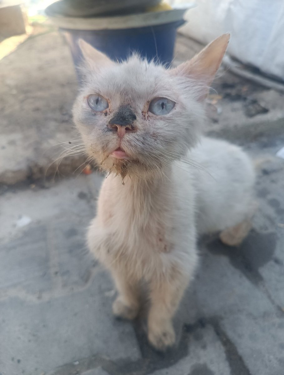 Yousef in Gaza 🇵🇸 tweet media