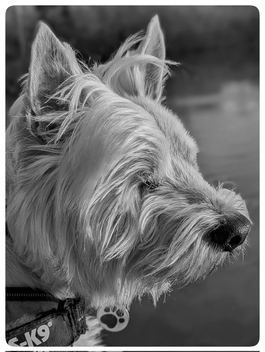 suzanne masters tweet media