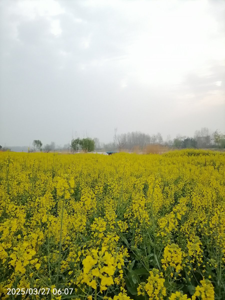 NIK Assistant tweet media