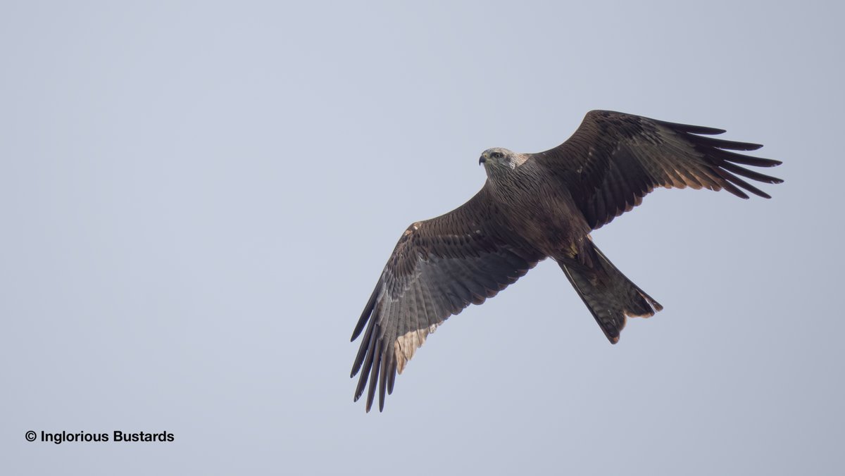 Inglorious Bustards tweet media