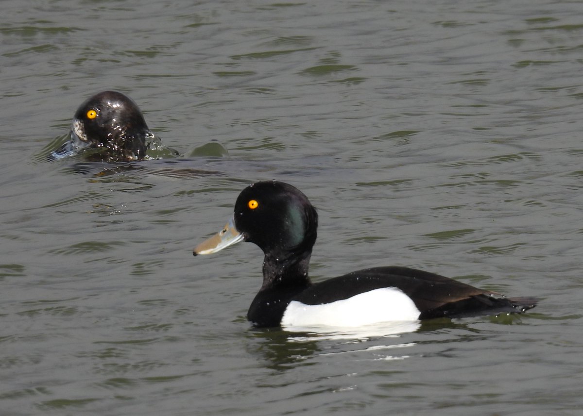 Pajarines tweet media