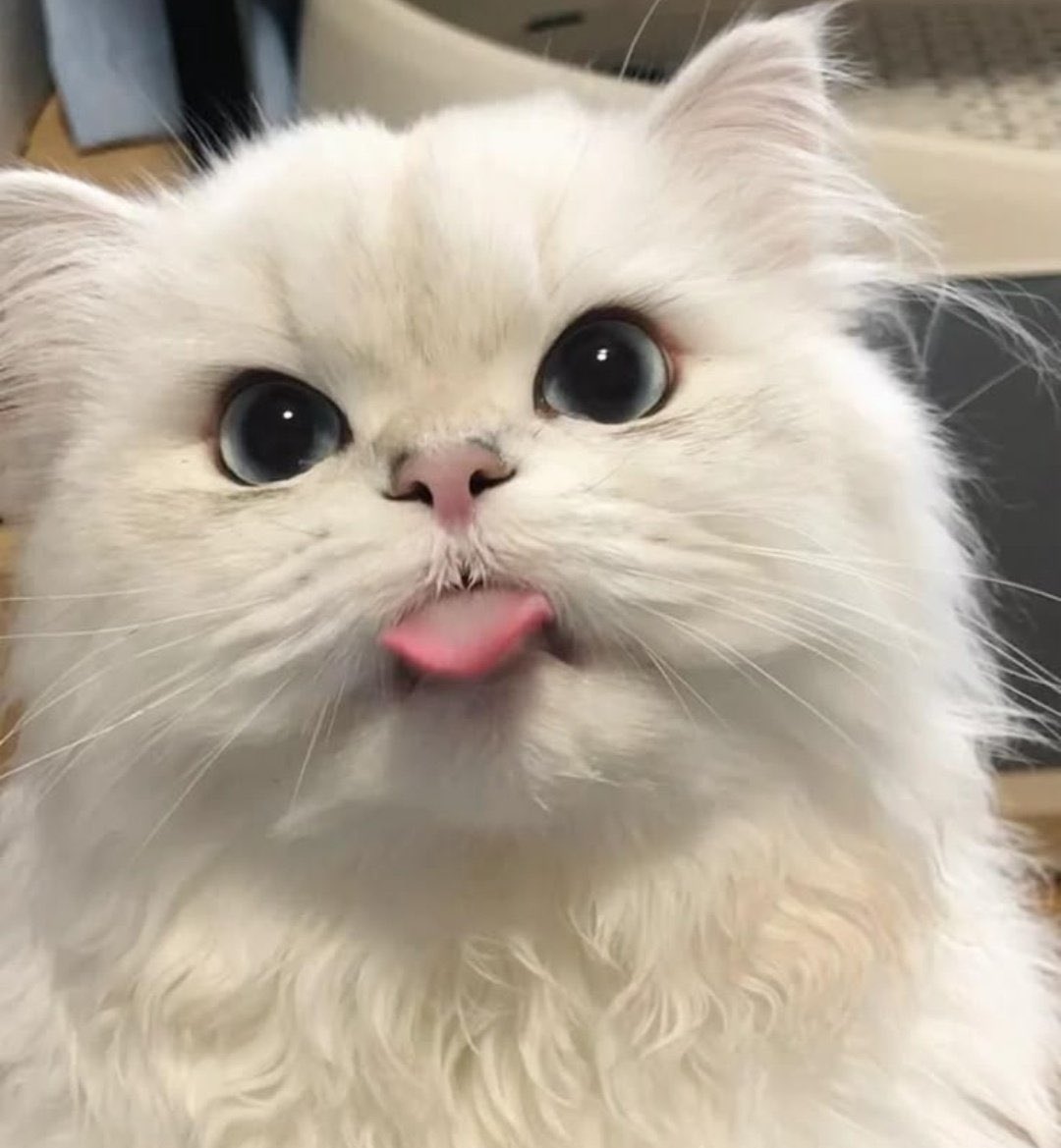 ต้อมกานหอม                                 เหม็นม๋า แบ่