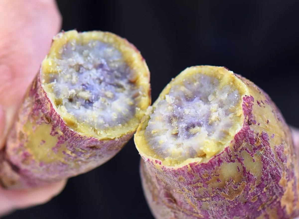 eugec8000's tweet photo. Tried these fresh purple sweet potatoes  Rich in anthocyanins, creamy texture, perfect for baking/steaming! No additives, local farm-sourced—healthy u0026 delicious! #FoodReview #CleanEating https://t.co/i0k4UGvwc0