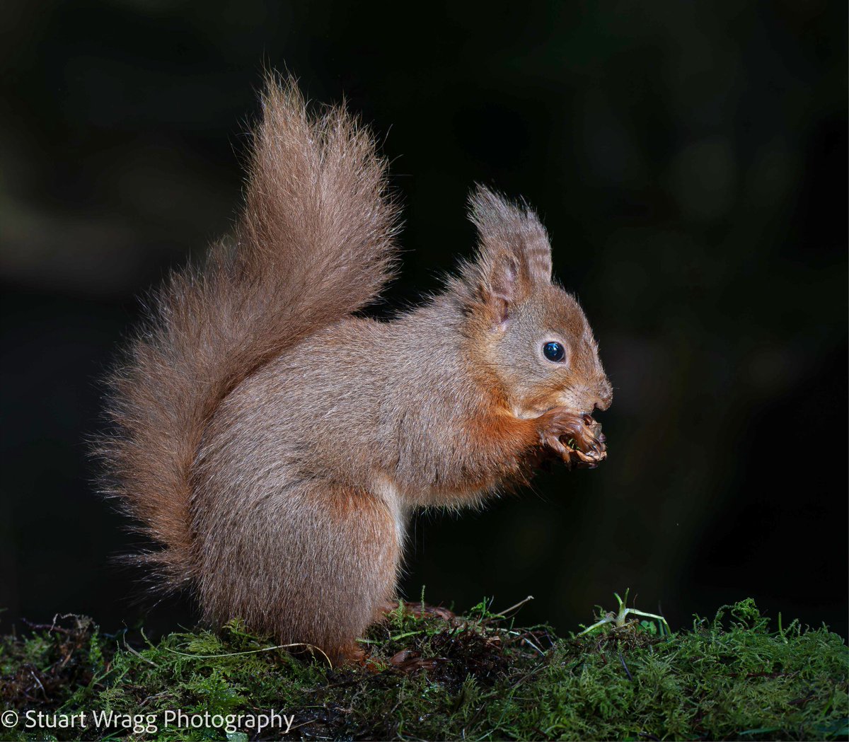 Stuart Wragg tweet media