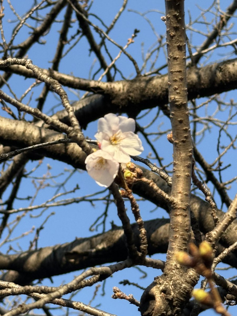 the Standard tweet media