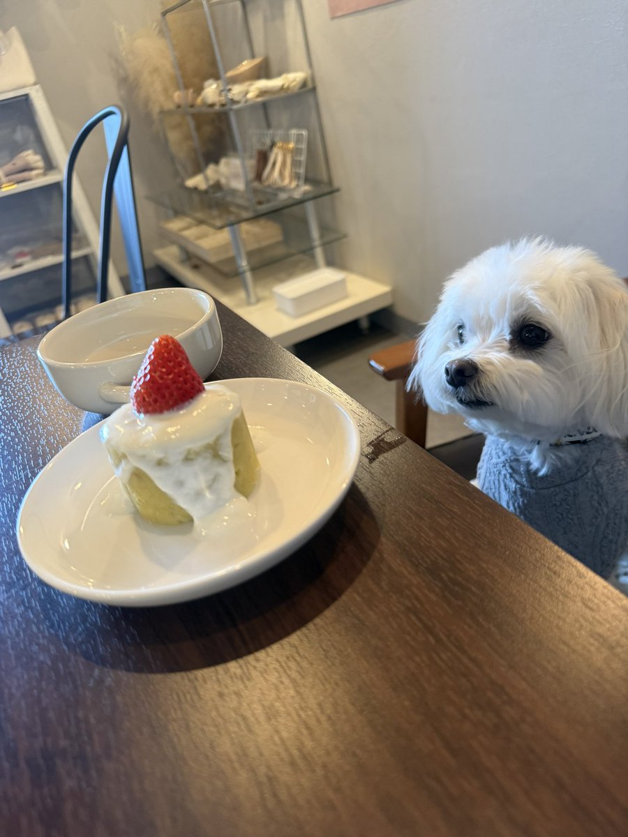 🐾マルチーズのほっけ tweet media