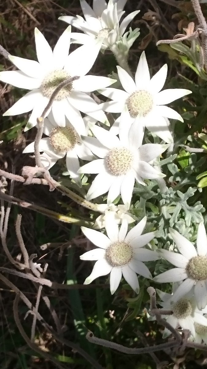 Phillipa Trelford tweet media