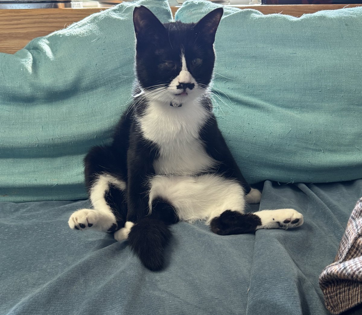 <a href="/CaitSith502/">認定NPO法人CAIT SITH(ケット・シー)《公式》</a> 自宅で預かっている時のプア君🥰
テレビも一緒に観ます✨

他の猫ちゃんにシャー言われても、ガン無視してマイペースなプア君✨