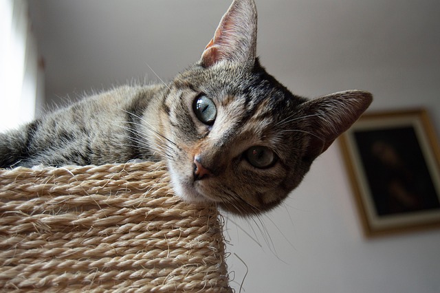 潘女生 tweet media