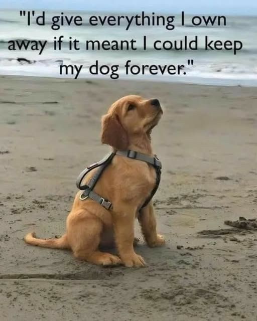 Popularpuppies © tweet media