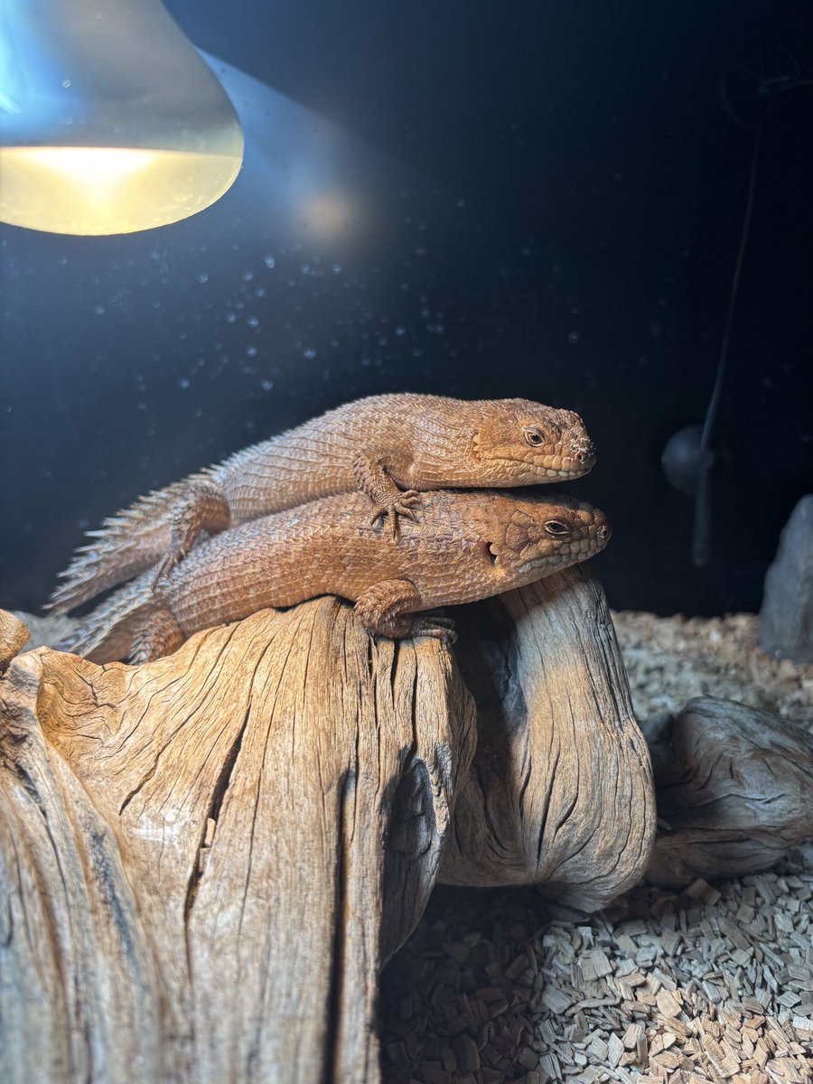 ストケスイワトカゲ🦎
仲は良いけど、いまだに雌雄不明😅