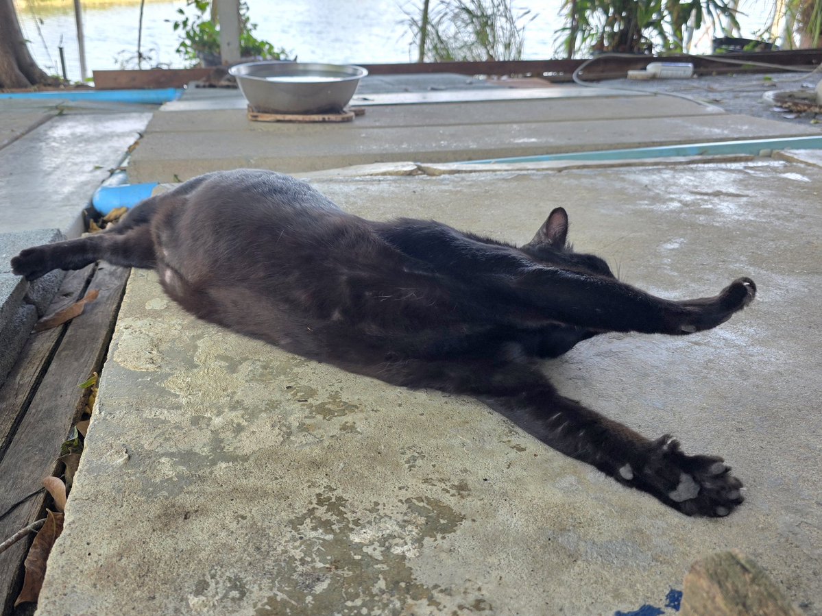 แมวทองมี กวีพเนจร tweet media