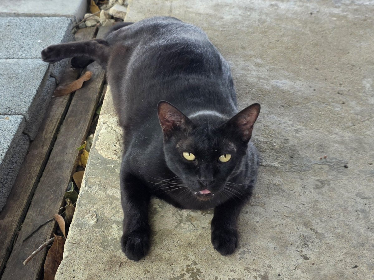 แมวทองมี กวีพเนจร tweet media