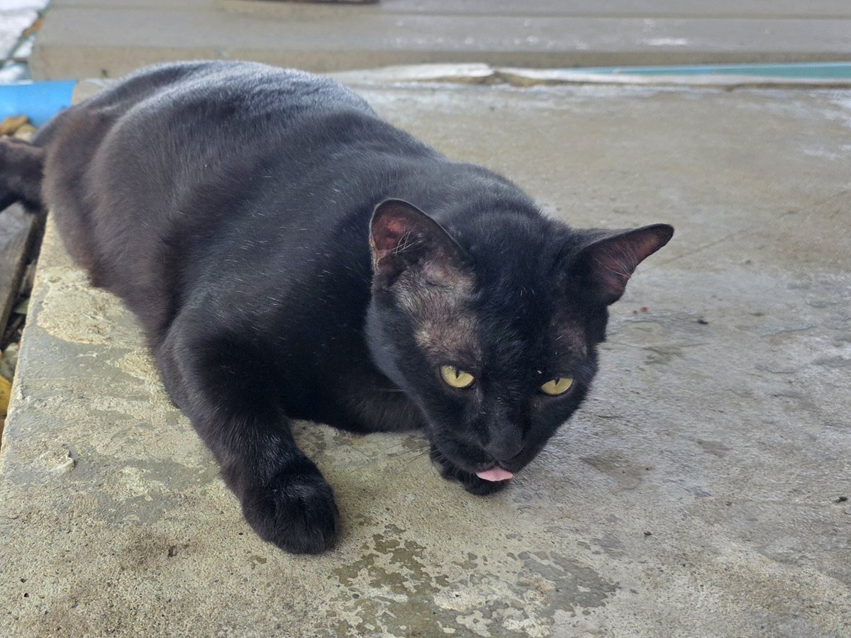 แมวทองมี กวีพเนจร tweet media