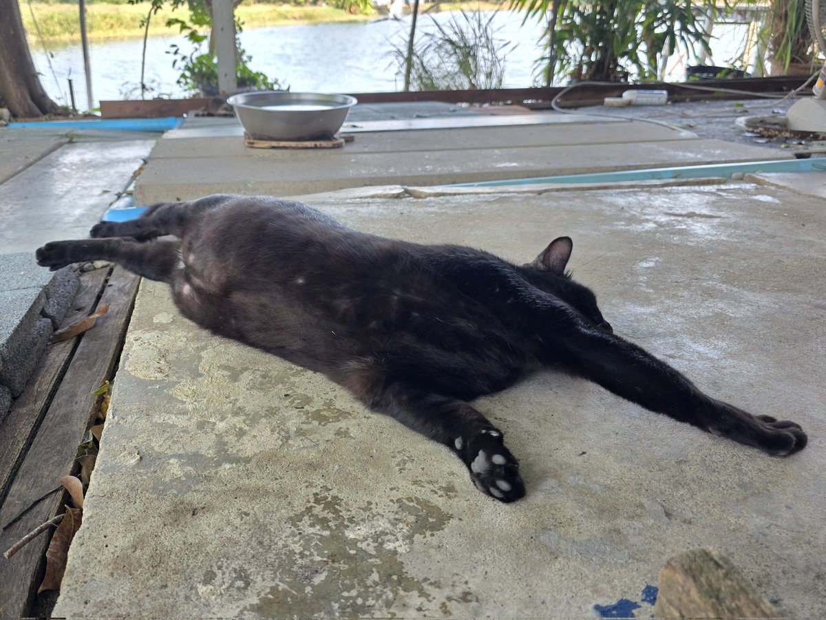 แมวทองมี กวีพเนจร tweet media