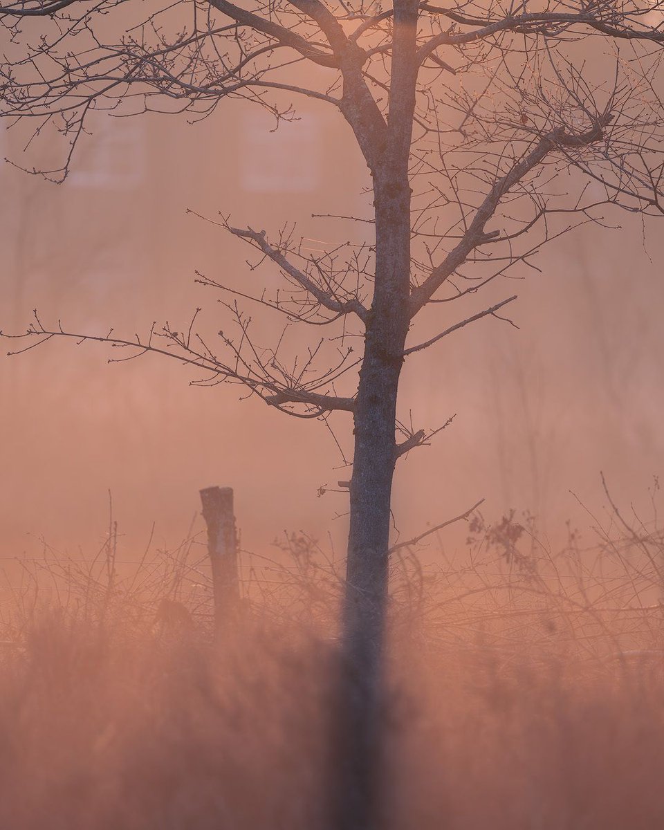 Steve Palmer tweet media